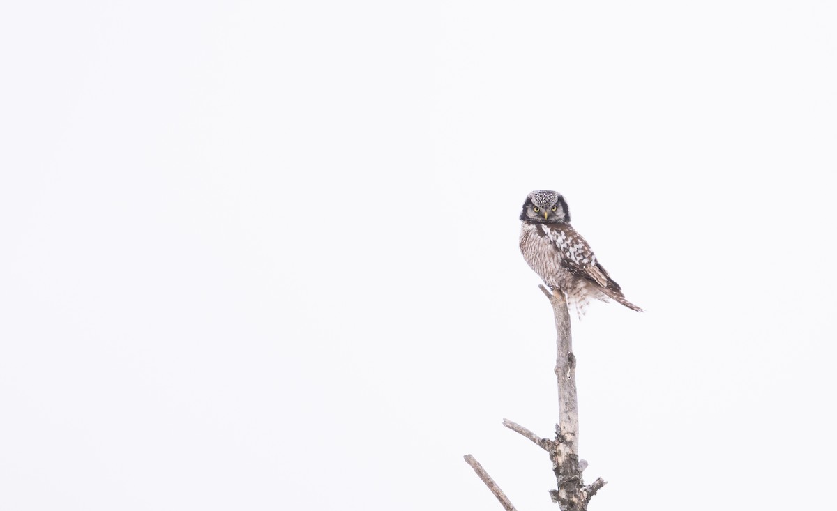 Northern Hawk Owl - Simon Boivin