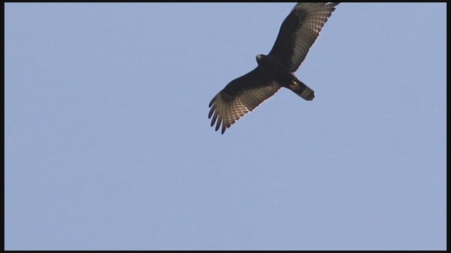 Zone-tailed Hawk - ML614720735