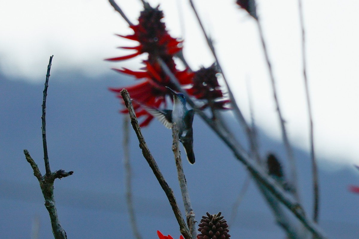 Azure-crowned Hummingbird - ML614720866