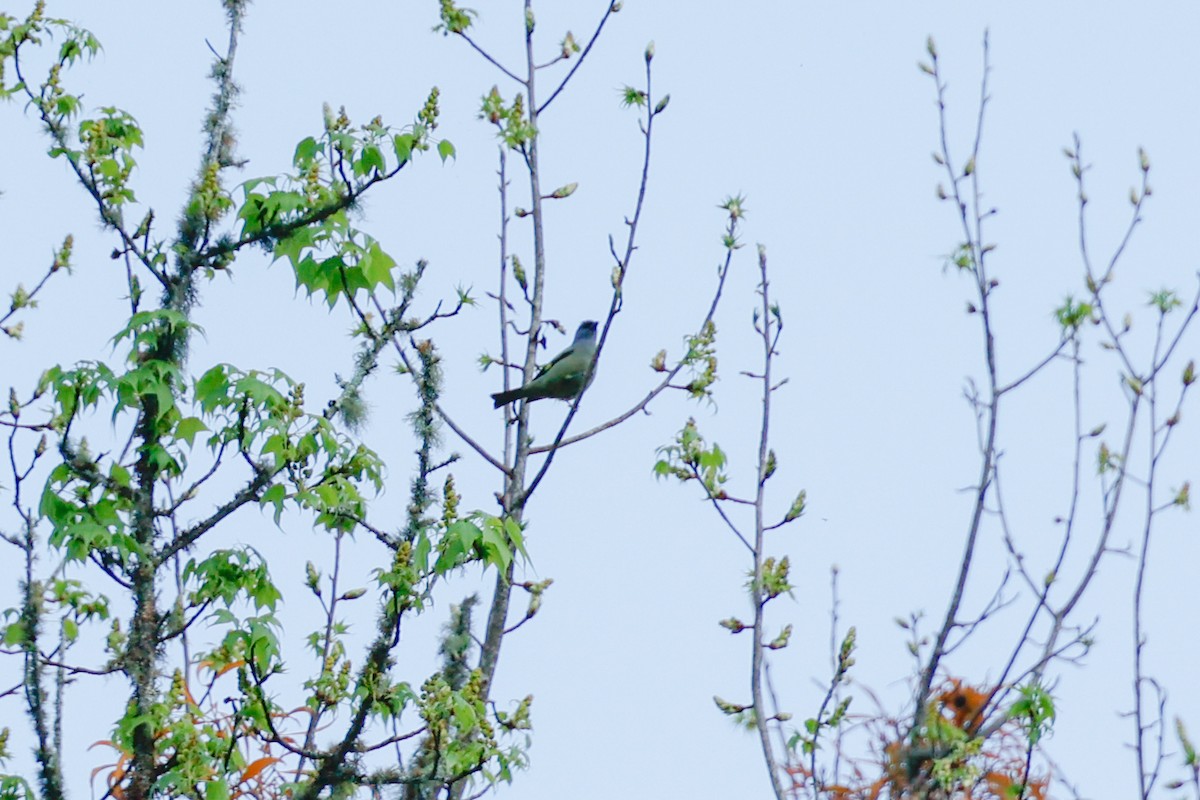 Yellow-winged Tanager - ML614720896