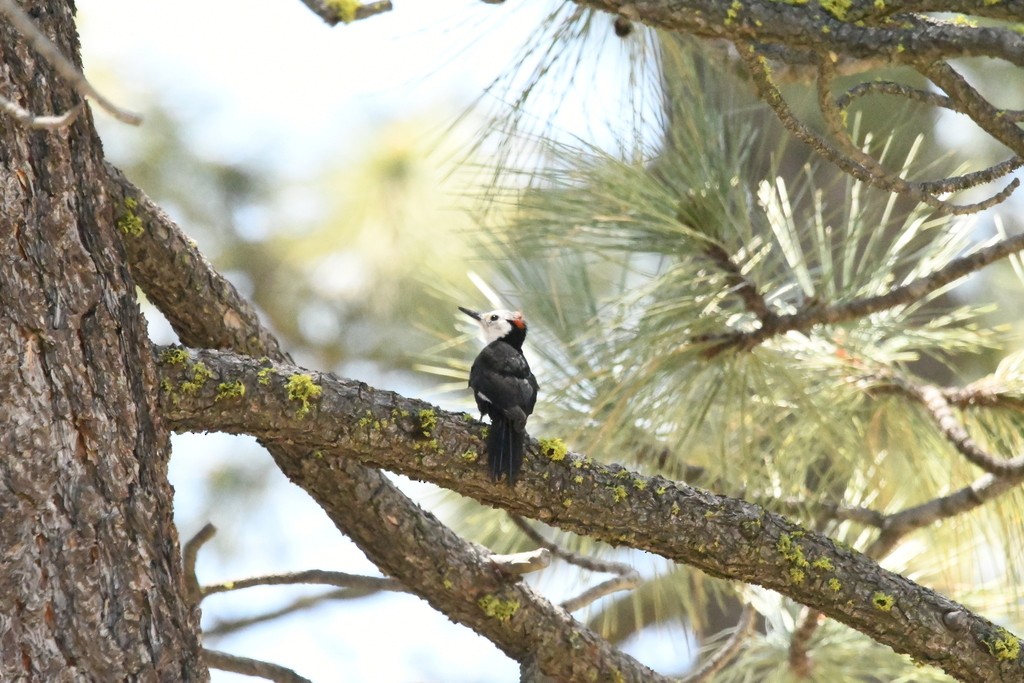 White-headed Woodpecker - ML614720979