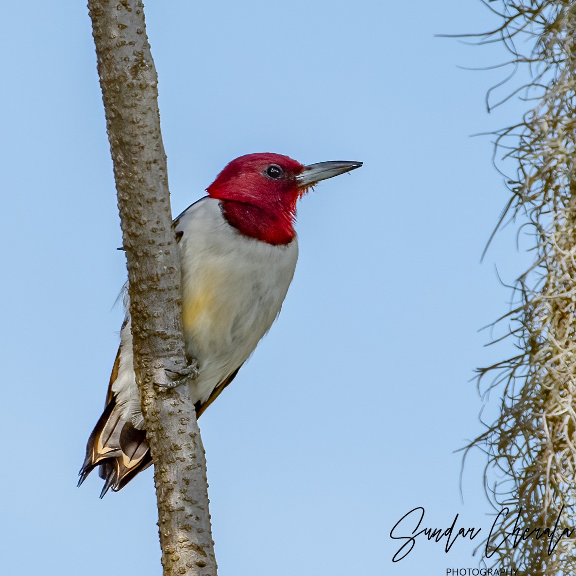 Red-headed Woodpecker - ML614721137