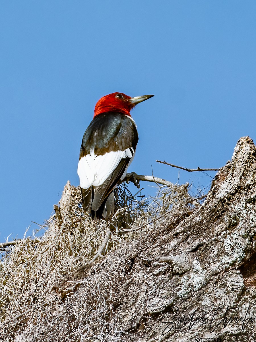 Red-headed Woodpecker - ML614721138