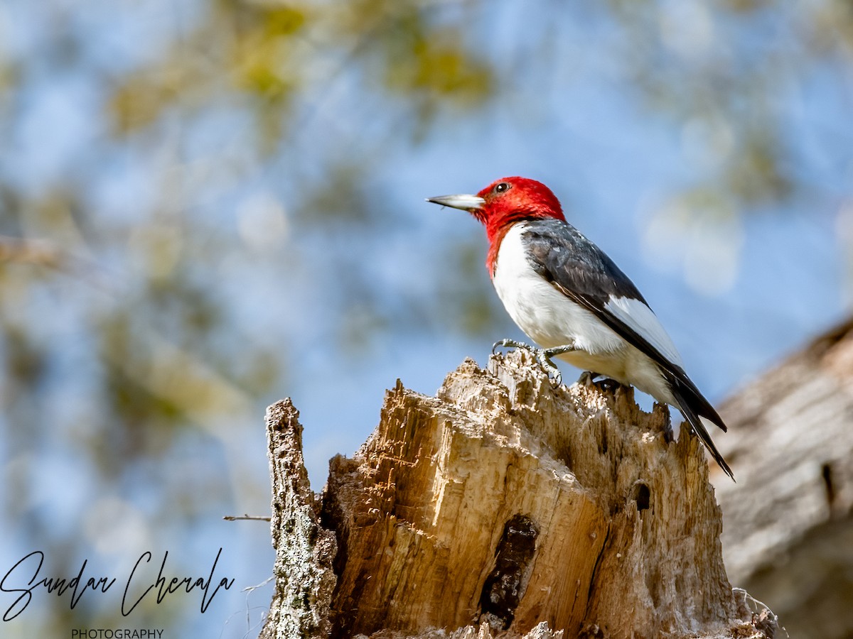 Red-headed Woodpecker - ML614721139