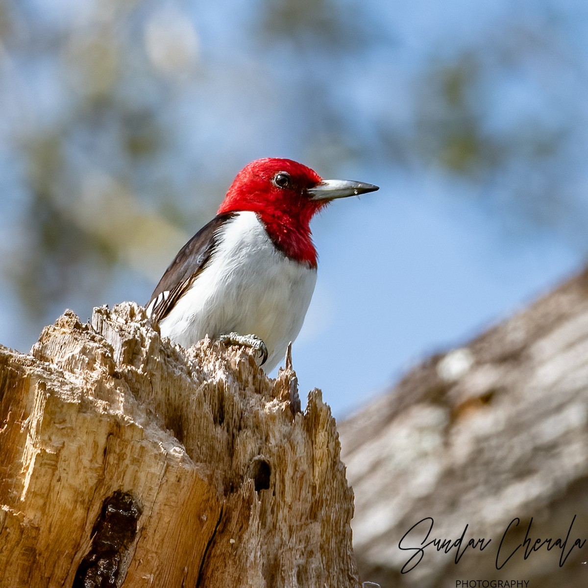 Red-headed Woodpecker - ML614721140