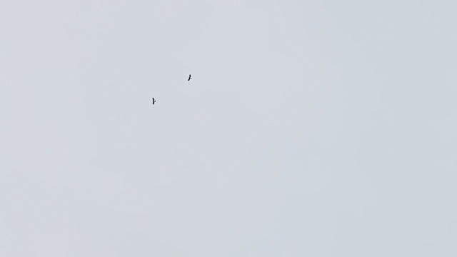 Hook-billed Kite - ML614721265