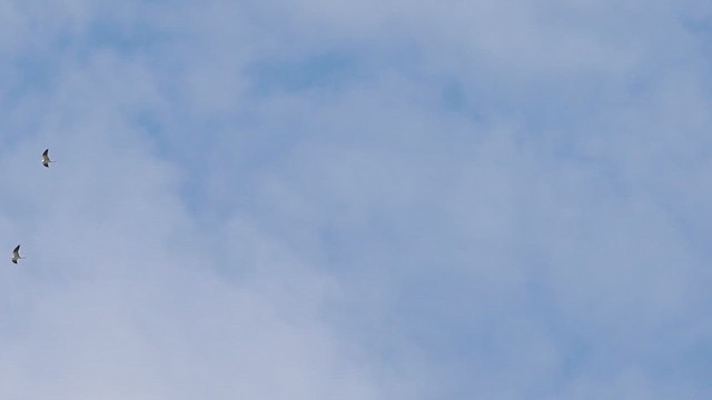 White-tailed Kite - ML614721509