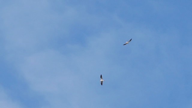 White-tailed Kite - ML614721510