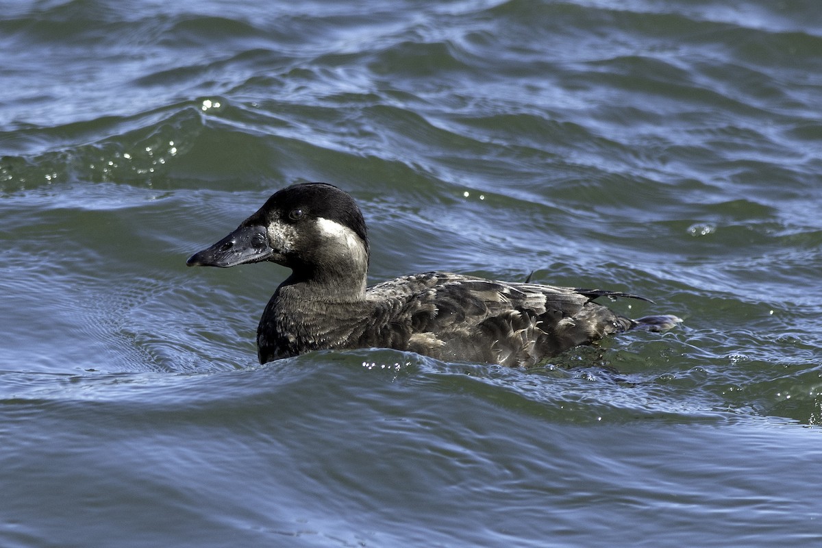 White-winged Scoter - Marty DeAngelo