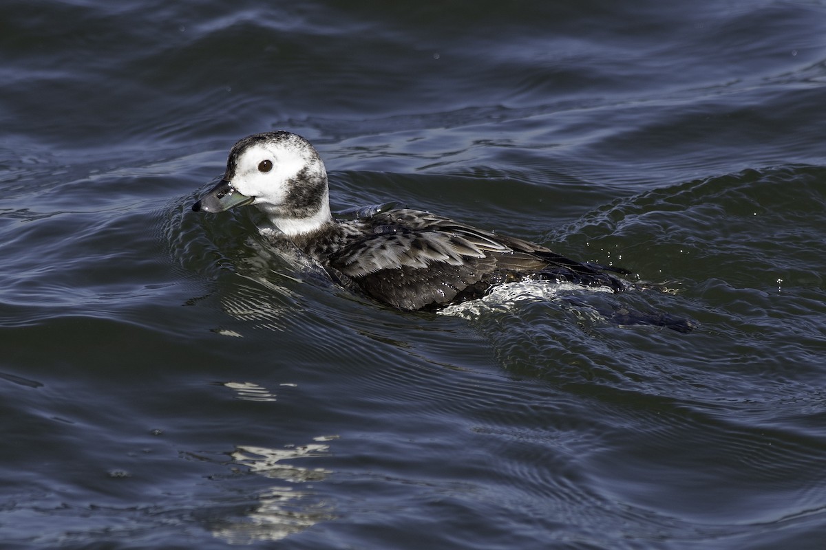 Long-tailed Duck - ML614721712