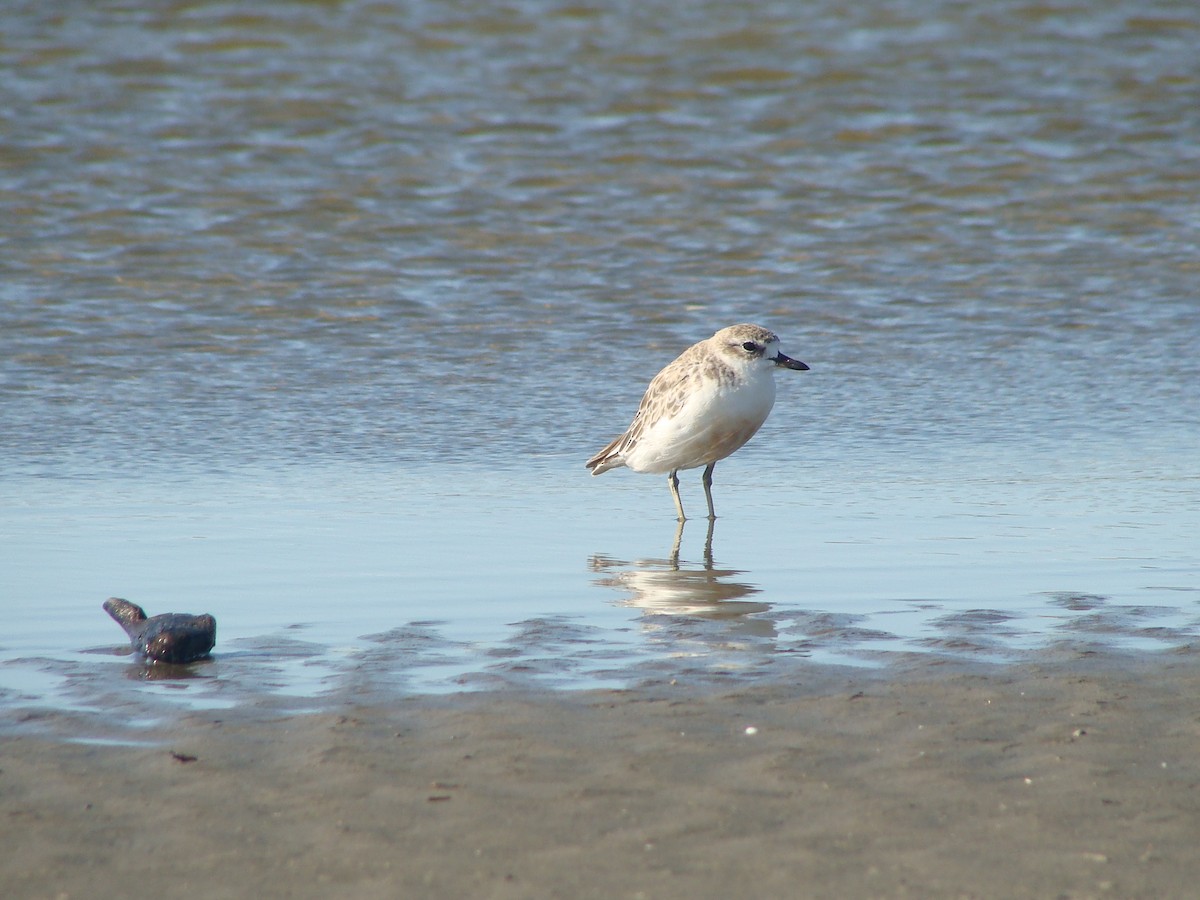 Red-breasted Dotterel (Northern) - ML614721950