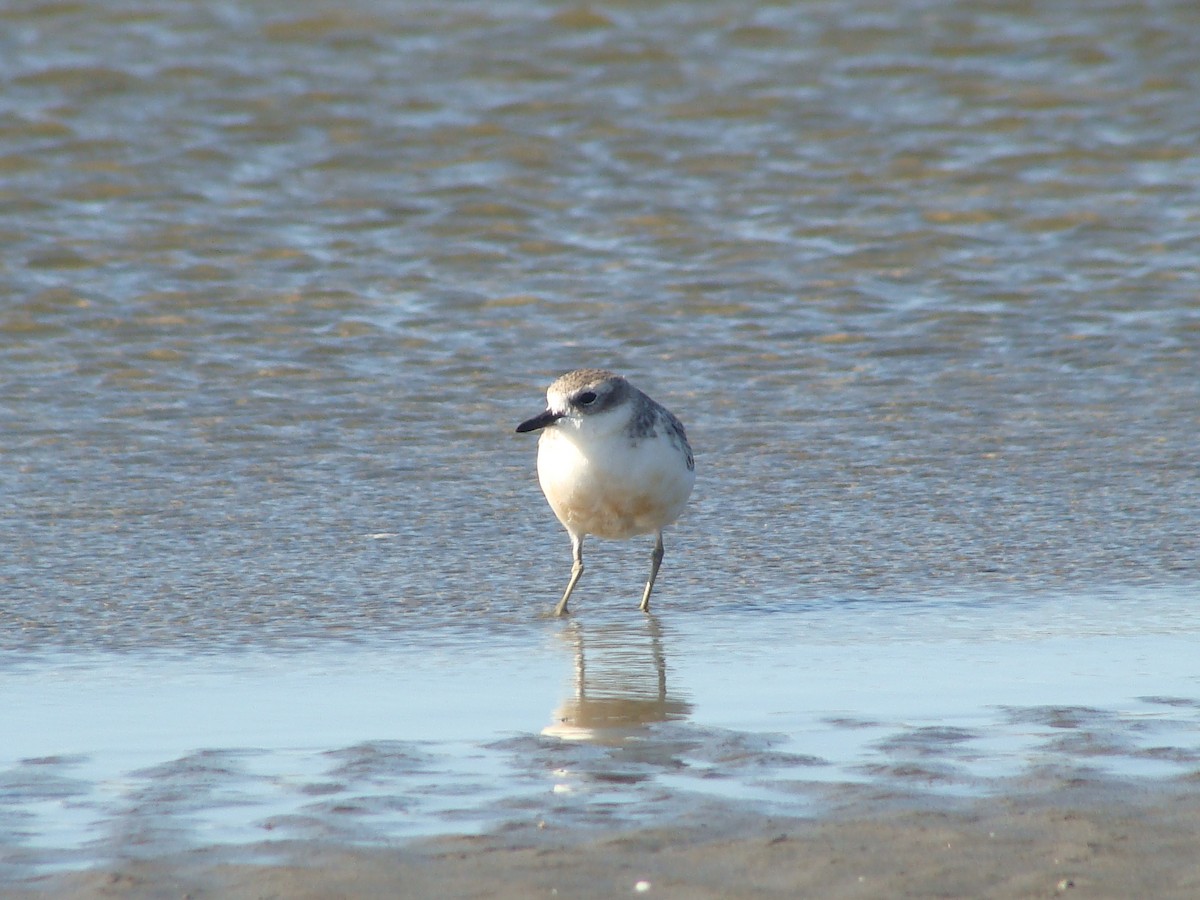 Red-breasted Dotterel (Northern) - ML614721951