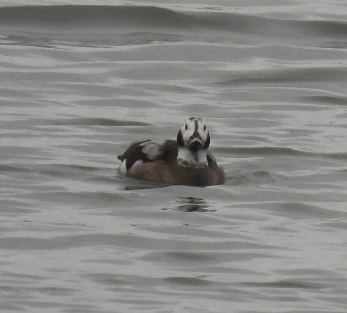 Long-tailed Duck - ML614722261