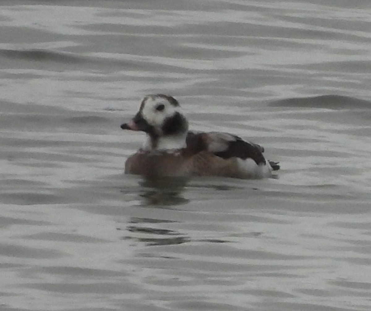 Long-tailed Duck - ML614722262