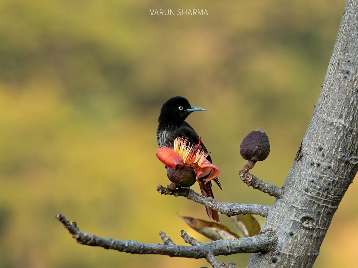 Ebird Checklist Feb Dubra Village Species