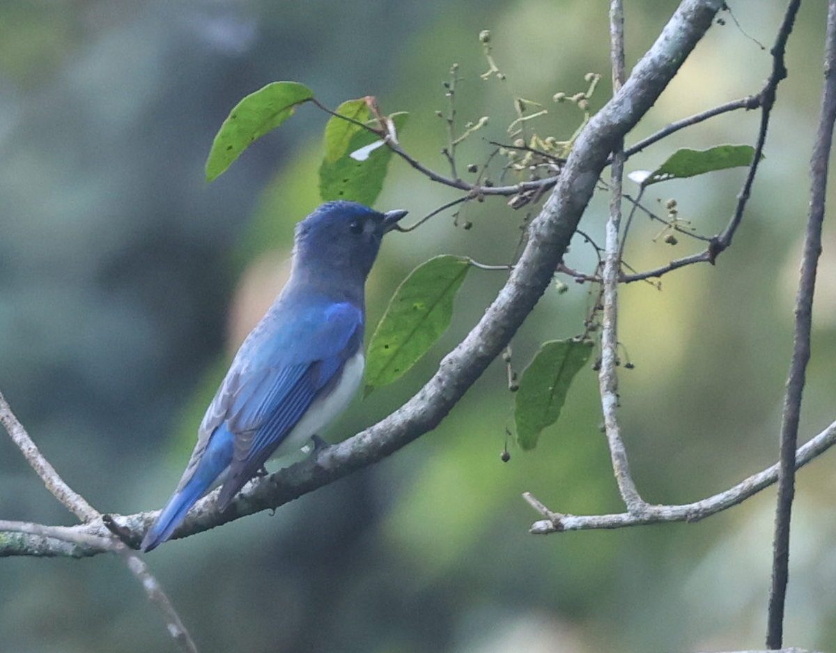 Blue-and-white Flycatcher - ML614722515