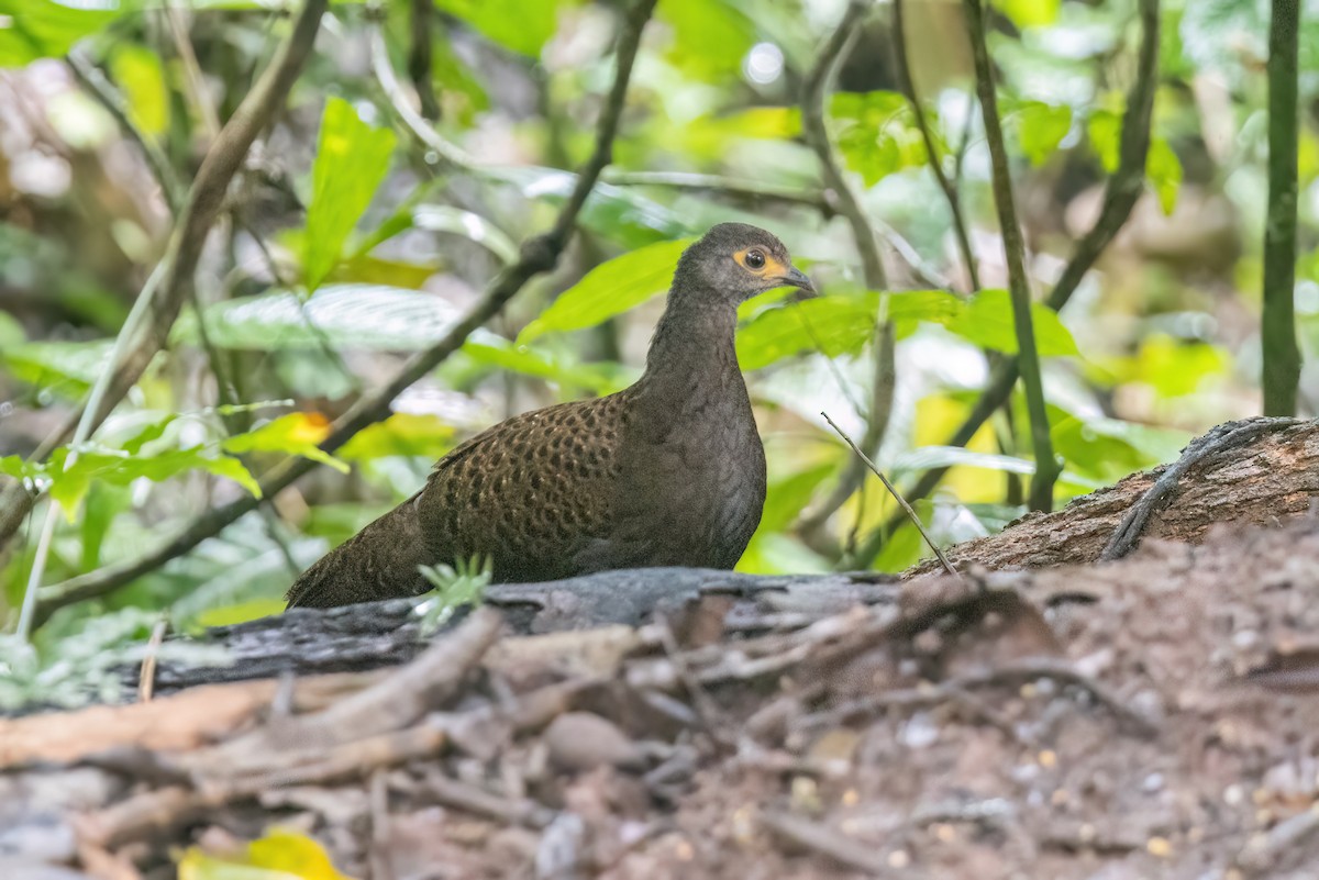Bornean Peacock-Pheasant - ML614722877
