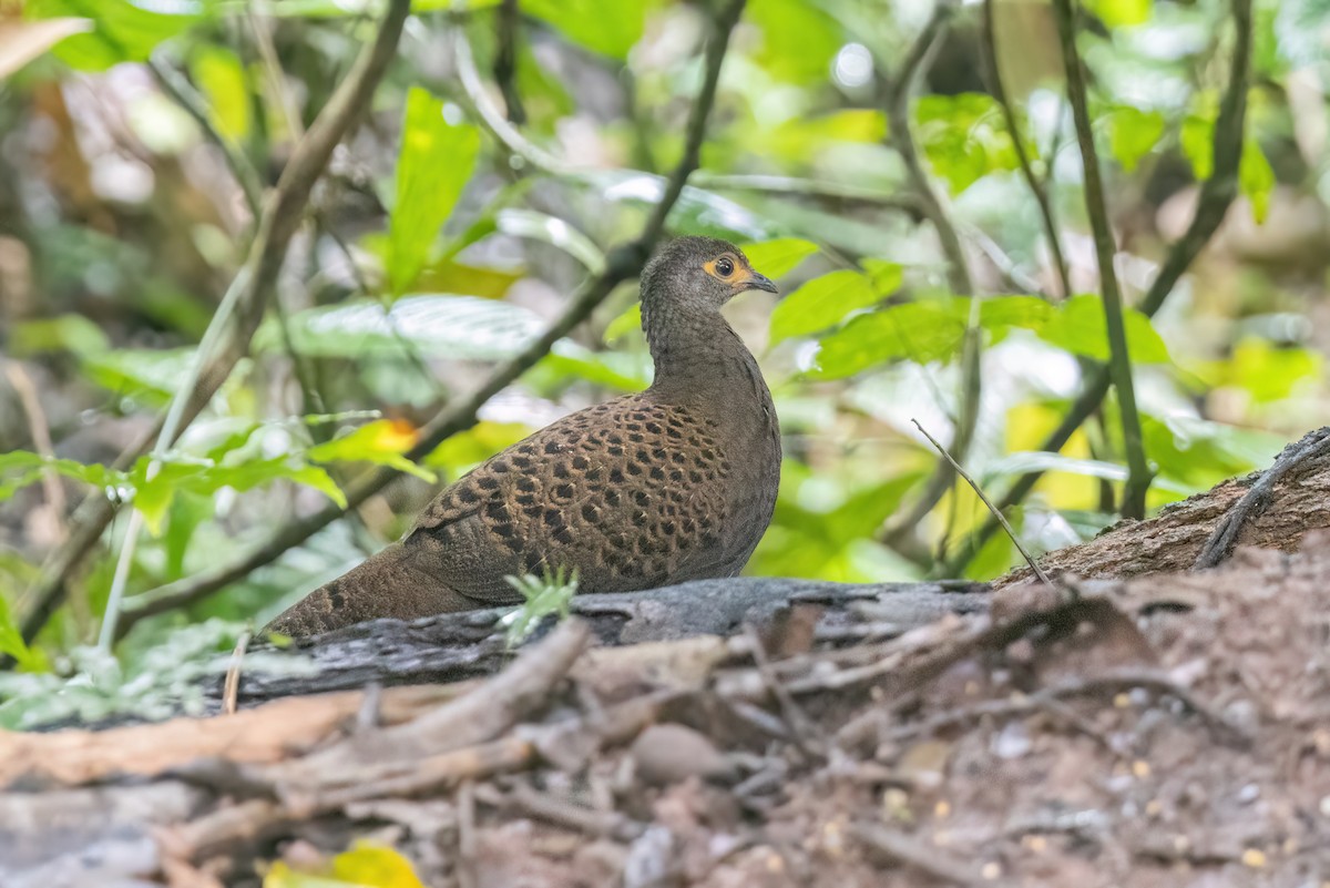 Bornean Peacock-Pheasant - ML614722879