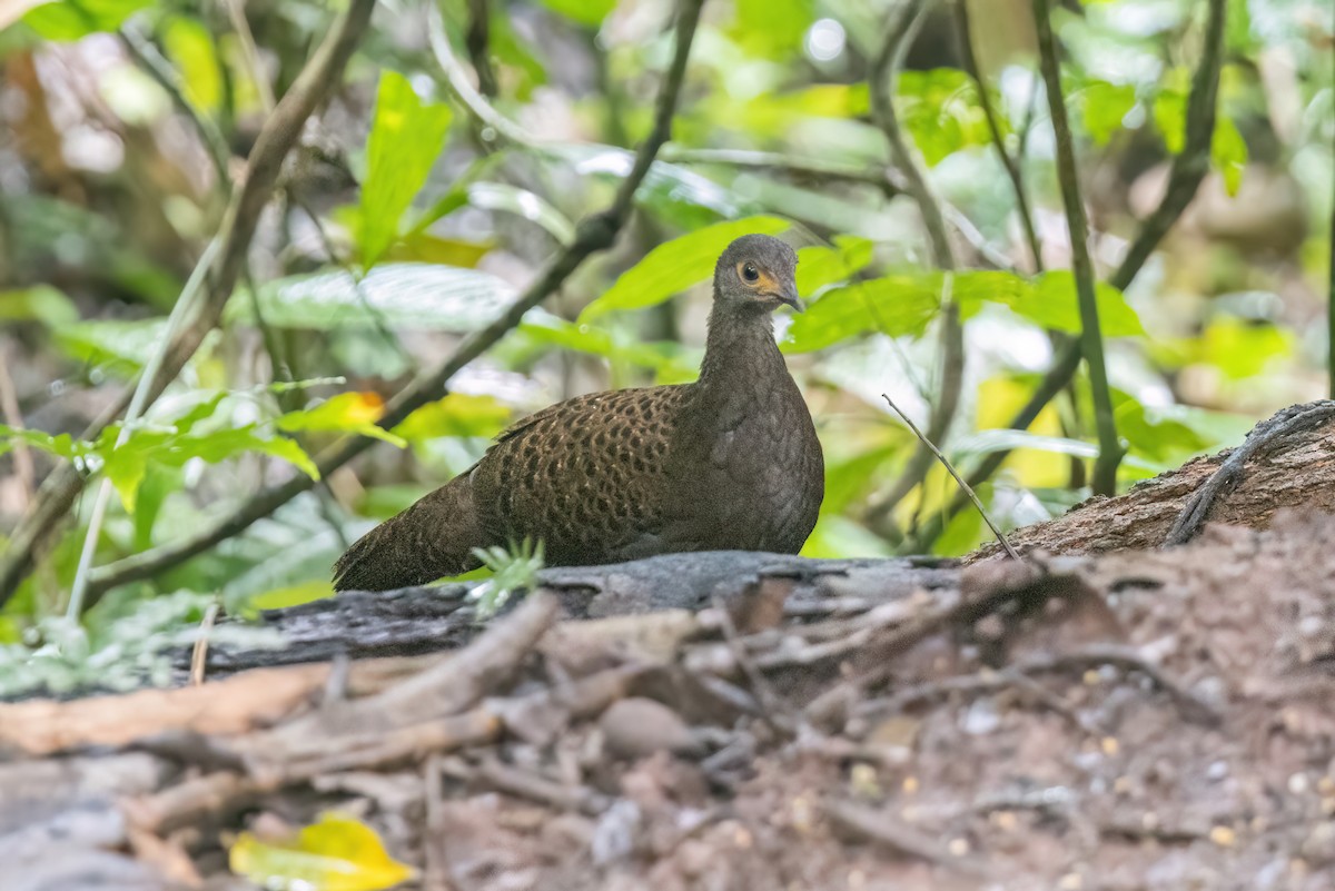 Bornean Peacock-Pheasant - ML614722881