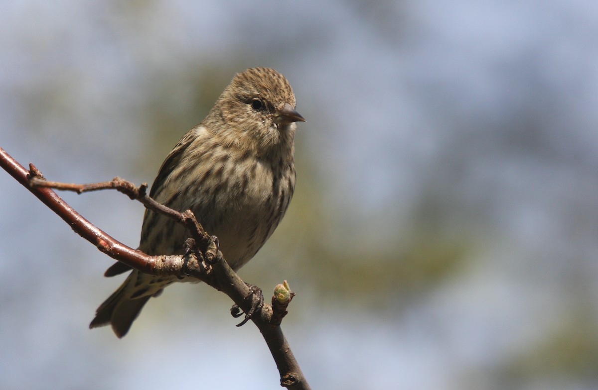 eBird Checklist - 1 Jan 2008 - Lost Creek Shoe Shop - 2 species