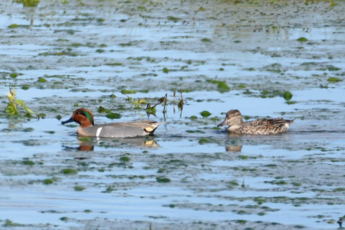 Green-winged Teal - ML614723543