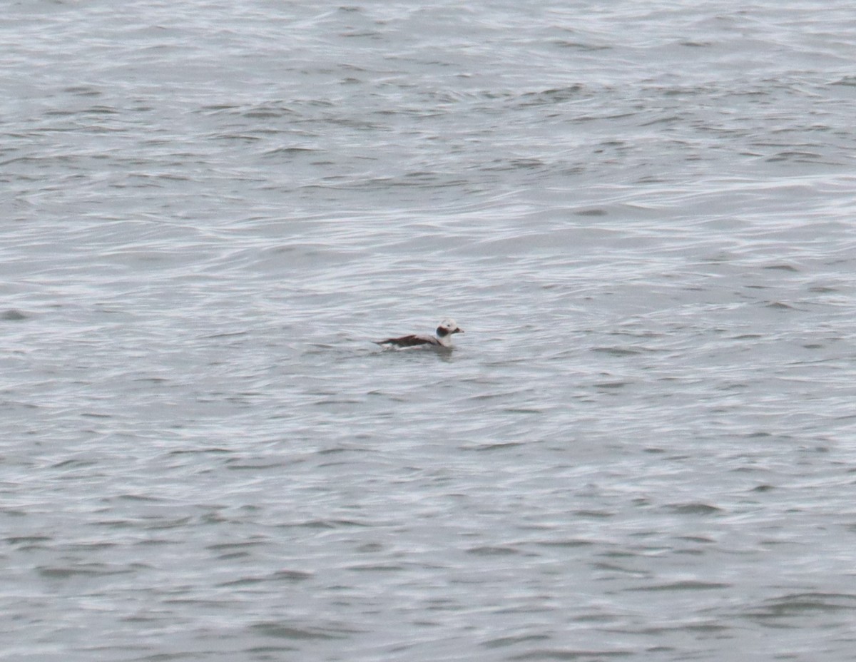 Long-tailed Duck - ML614723744