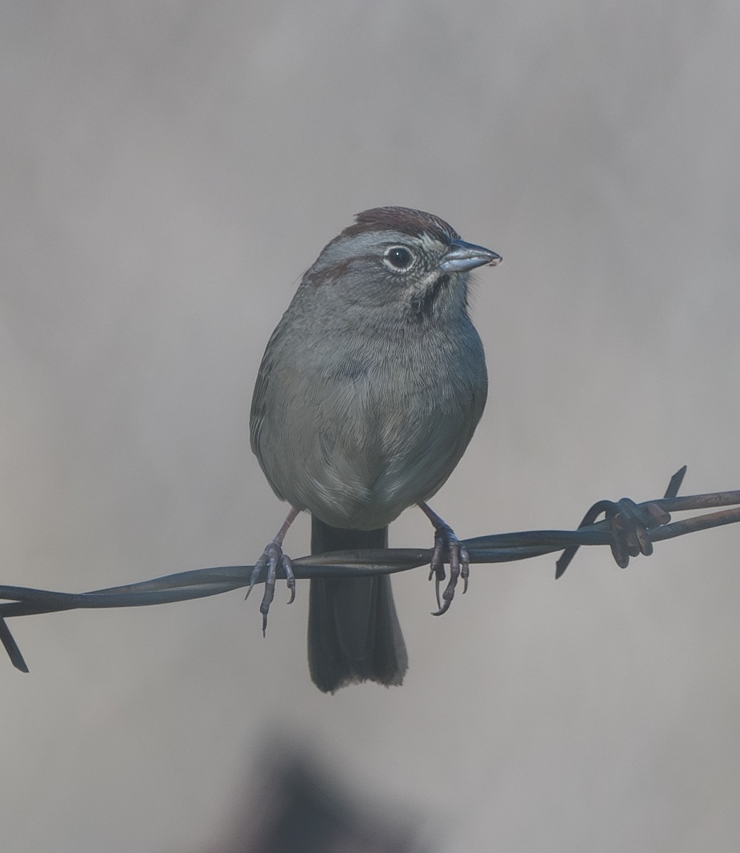 Rufous-crowned Sparrow - ML614723747