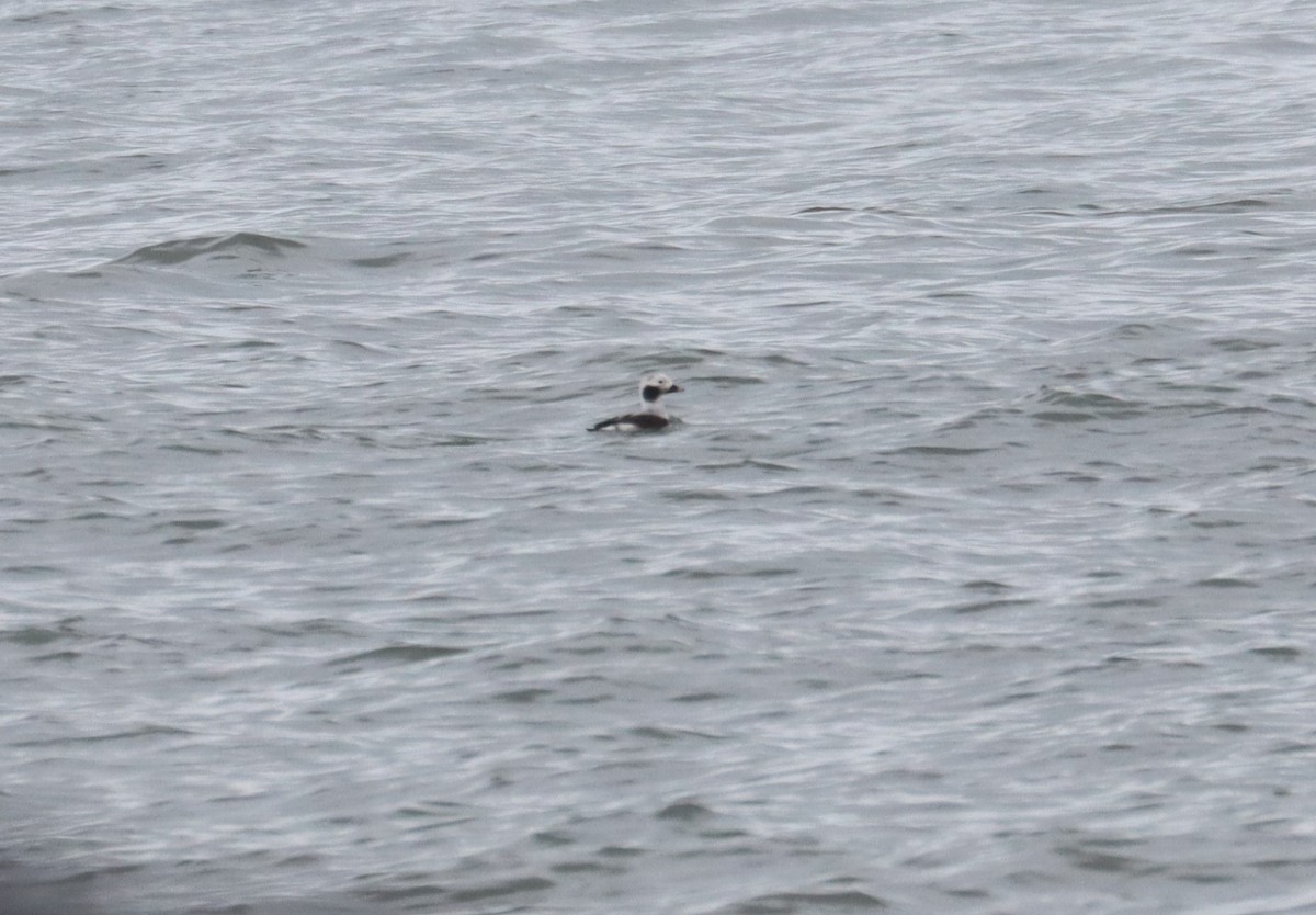 Long-tailed Duck - ML614723774