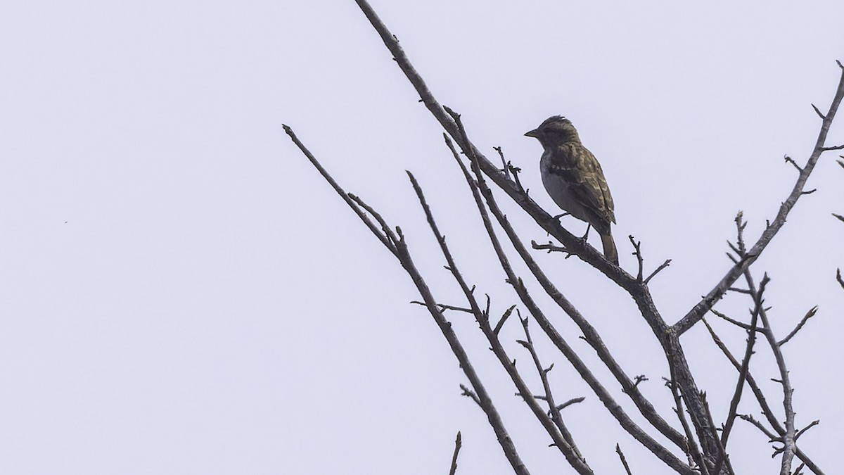 Yellow-throated Bush Sparrow - ML614723895