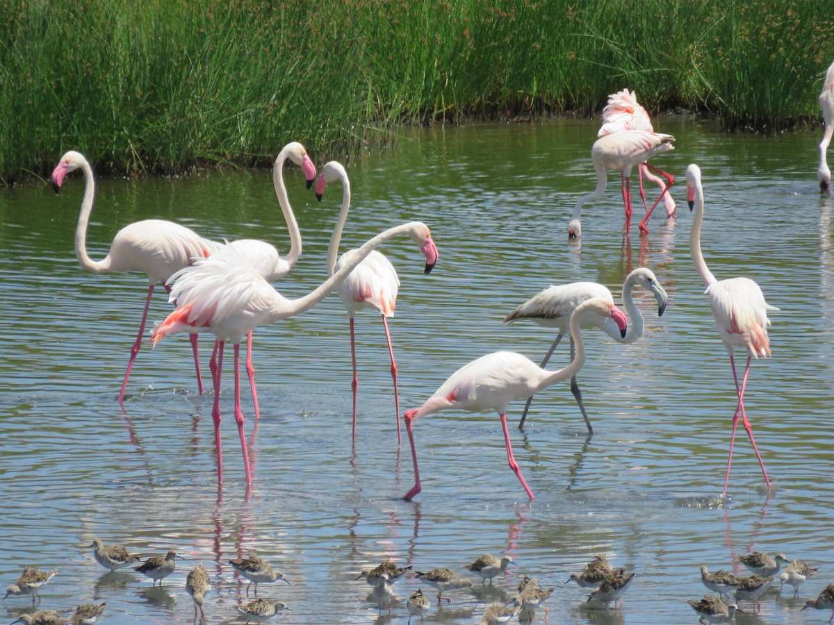 Greater Flamingo - ML614723901