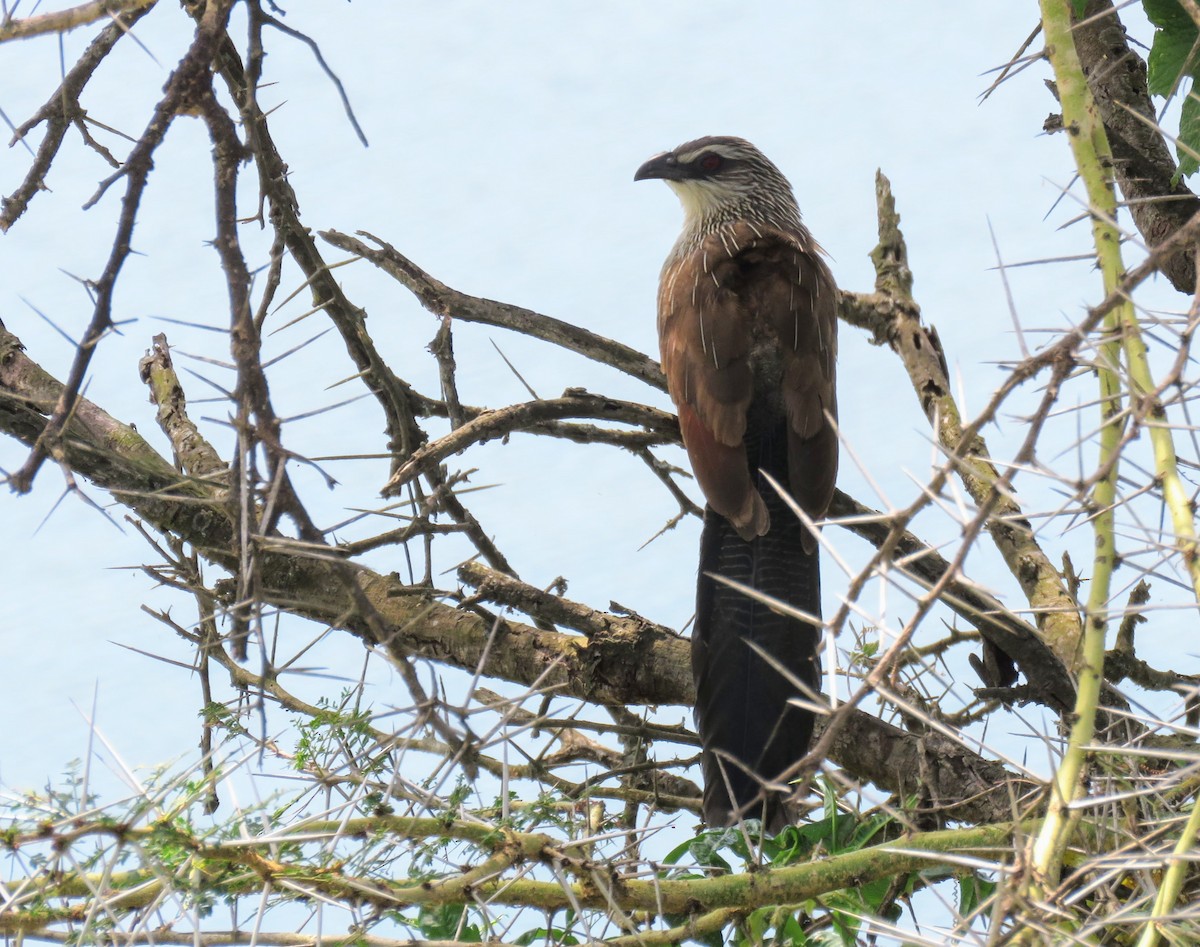 White-browed Coucal - ML614723954