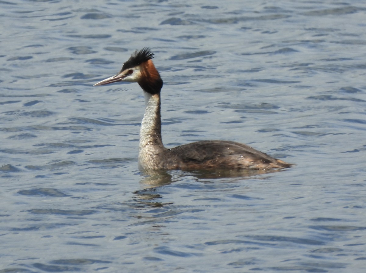 Great Crested Grebe - ML614724033