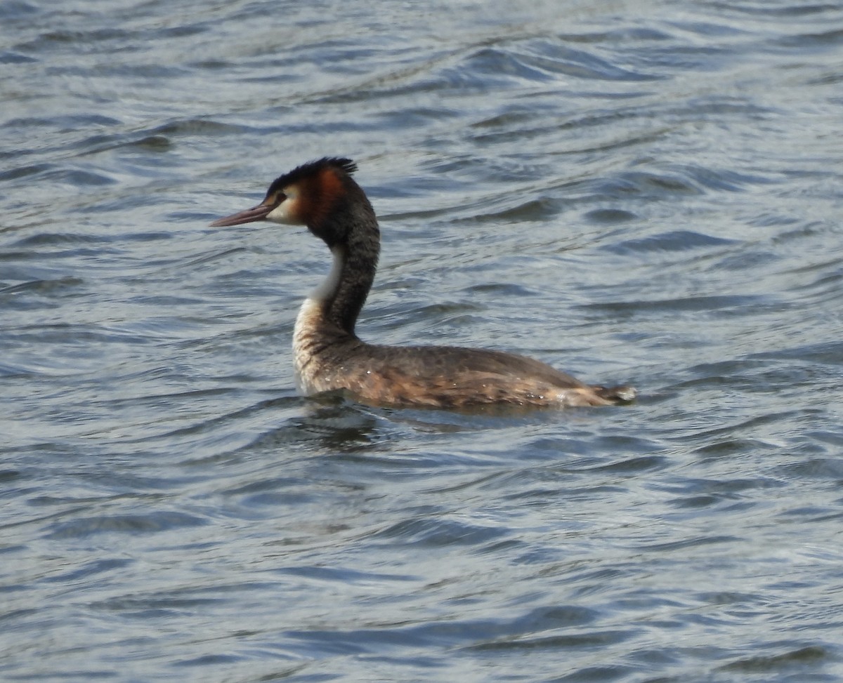 Great Crested Grebe - ML614724045