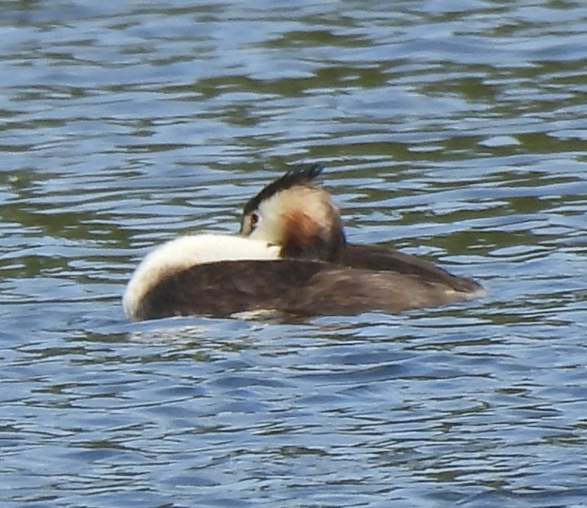 Great Crested Grebe - ML614724063