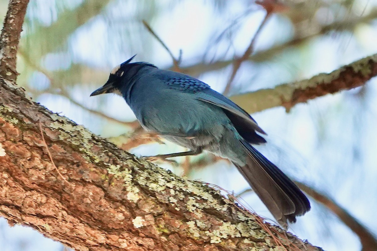 Steller's Jay (Middle American) - ML614724090