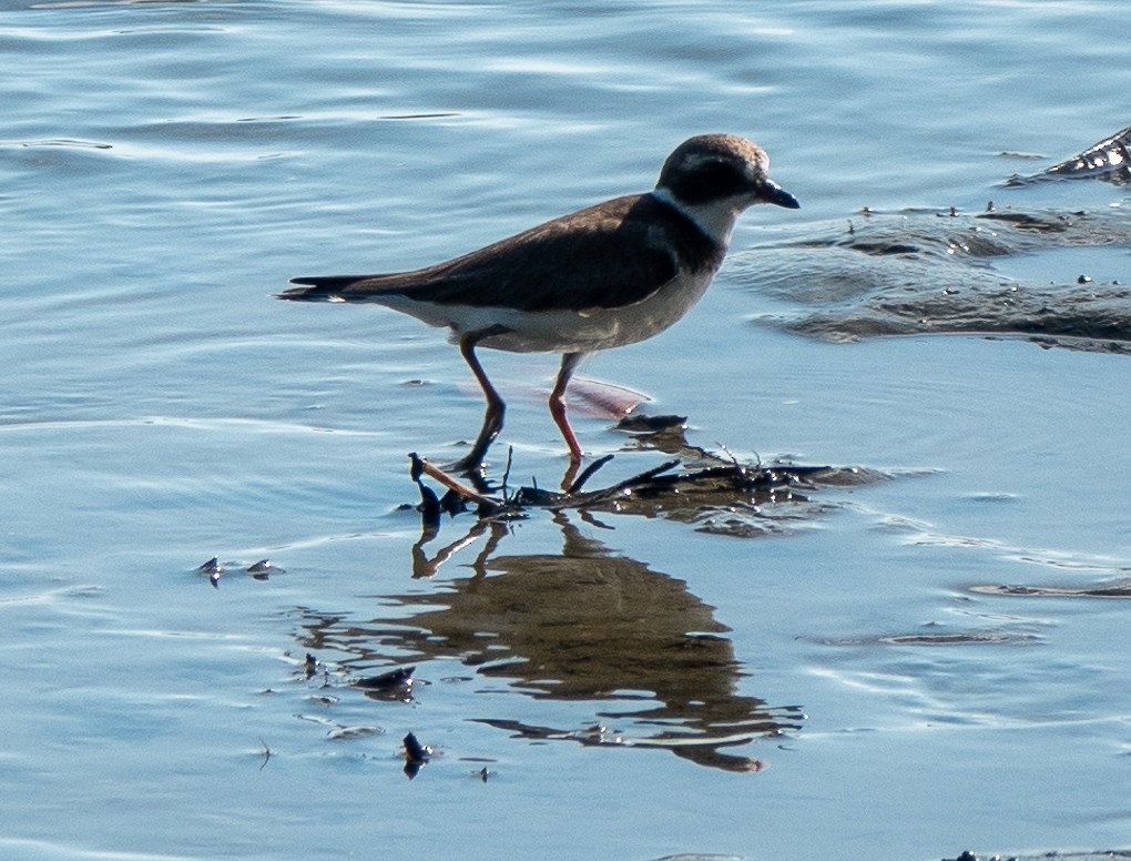 Semipalmated Plover - ML614724205