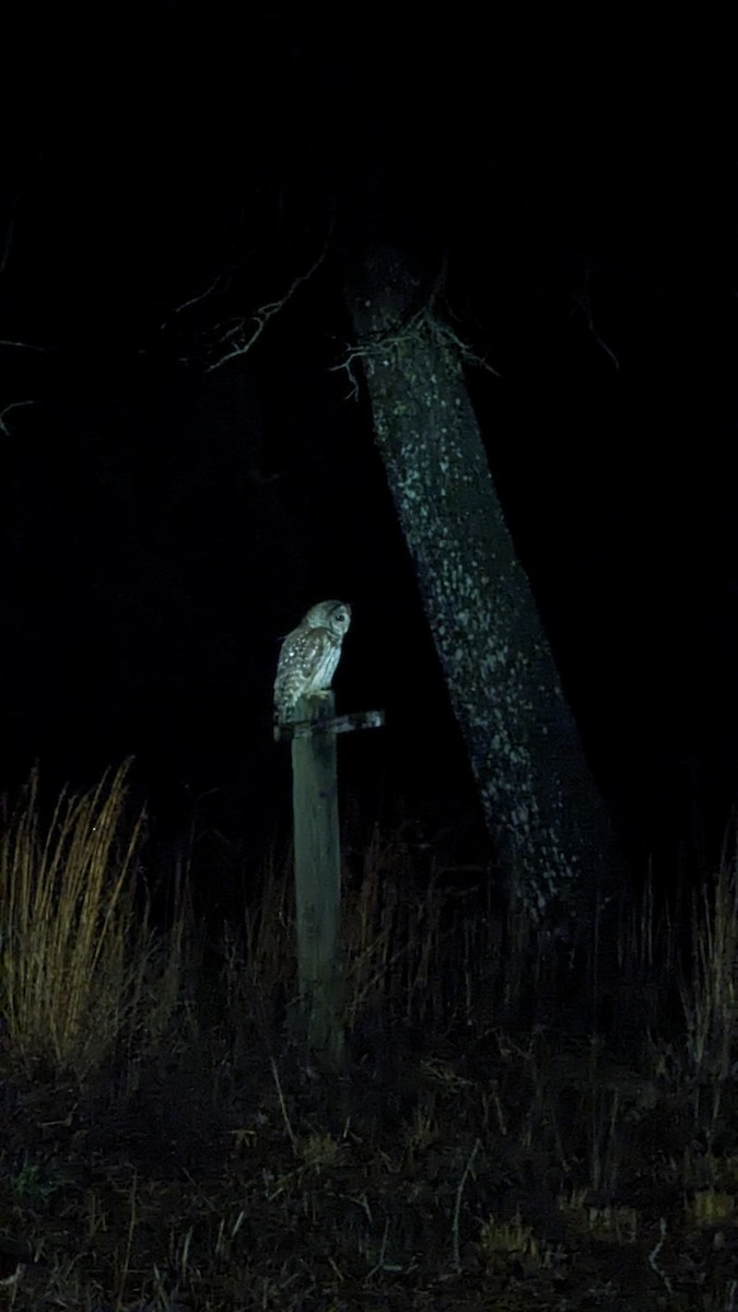 Barred Owl - ML614724308