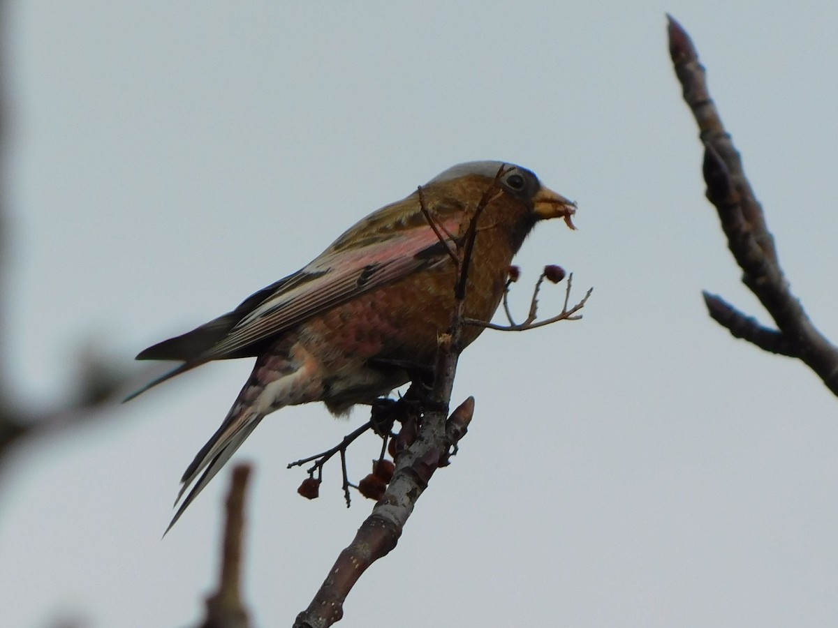 Gray-crowned Rosy-Finch (Gray-crowned) - ML614724332