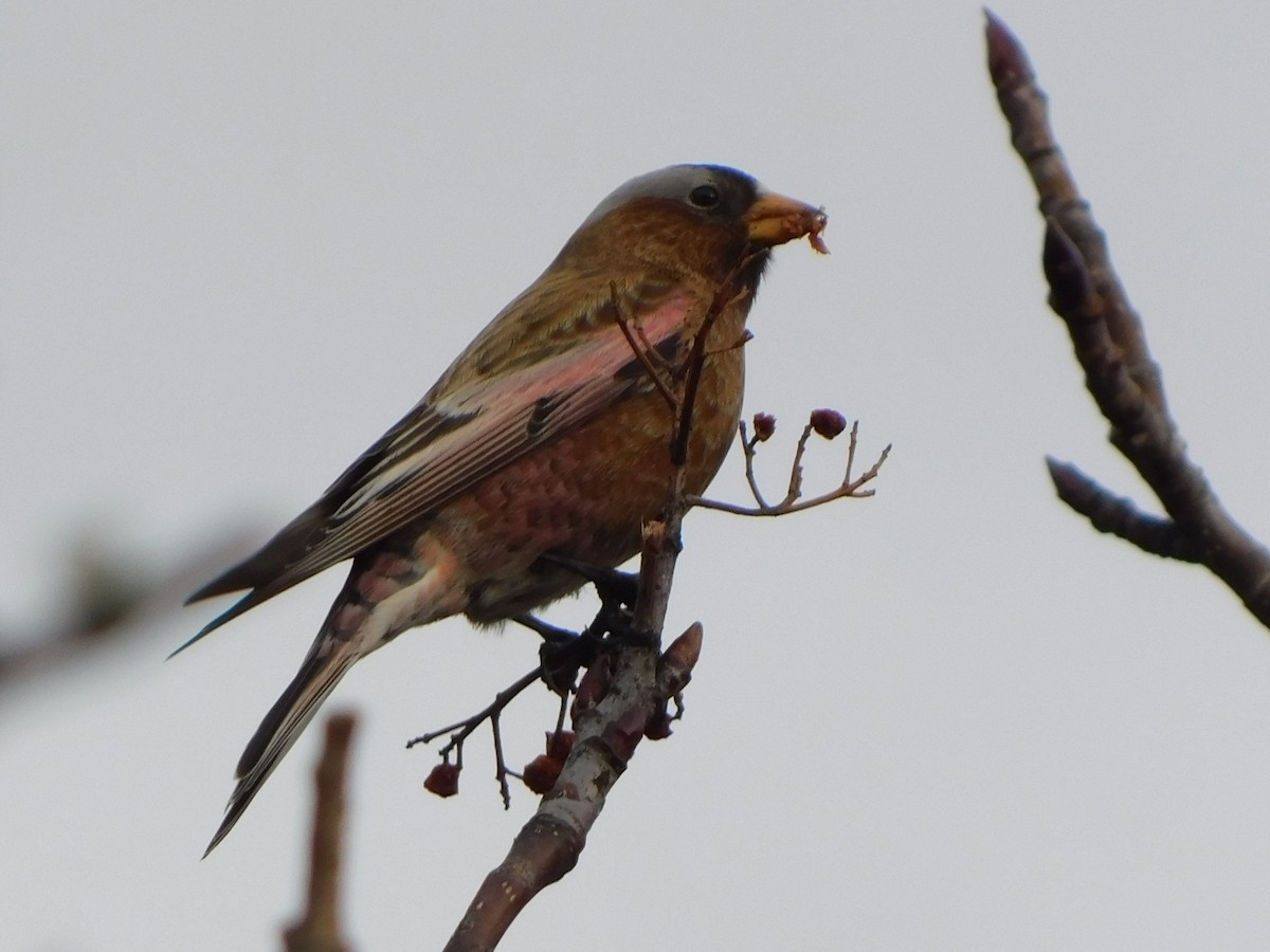 Gray-crowned Rosy-Finch (Gray-crowned) - ML614724338
