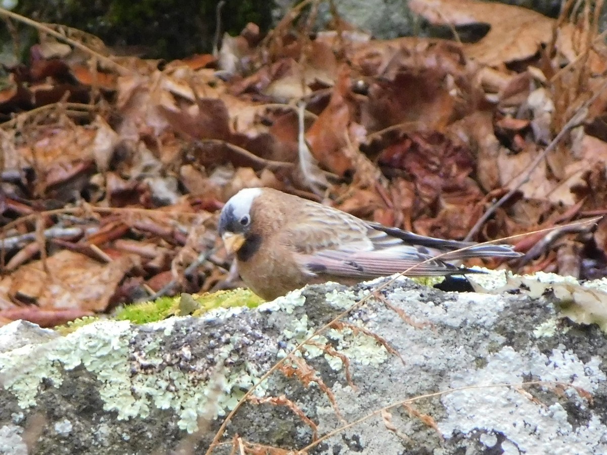 Gray-crowned Rosy-Finch (Gray-crowned) - ML614724344
