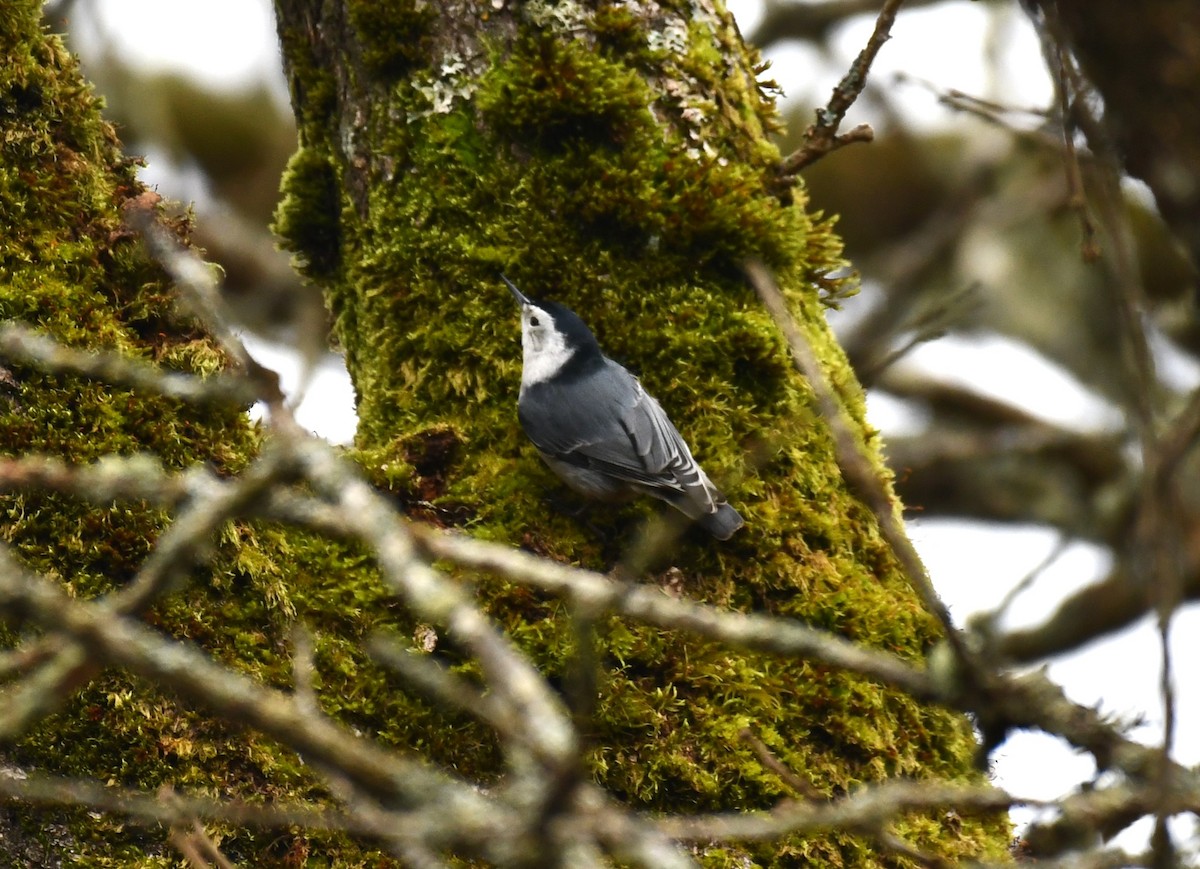 White-breasted Nuthatch - ML614724409