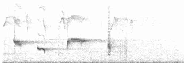 Psophode à menton noir (leucogaster/lashmari) - ML614724532