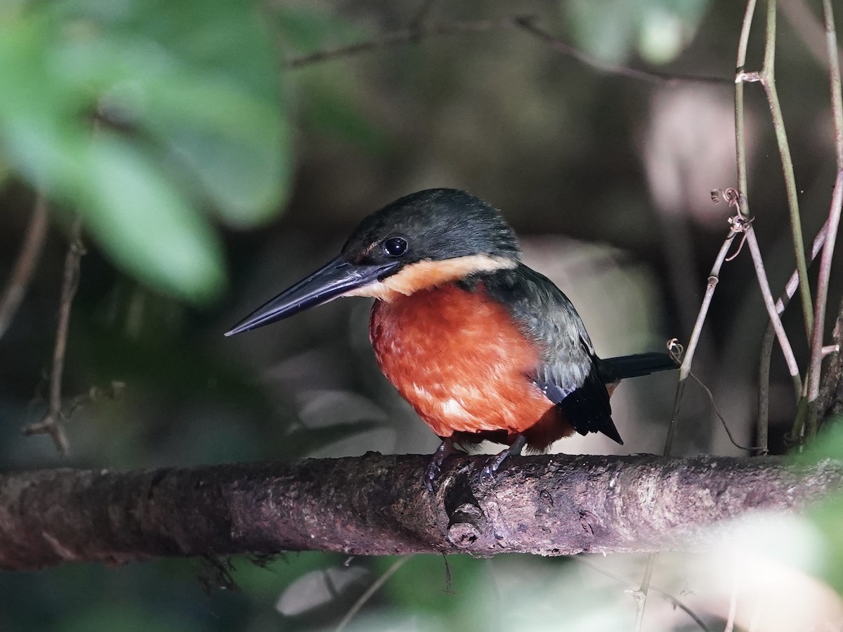 Green-and-rufous Kingfisher - Carlos Ulate
