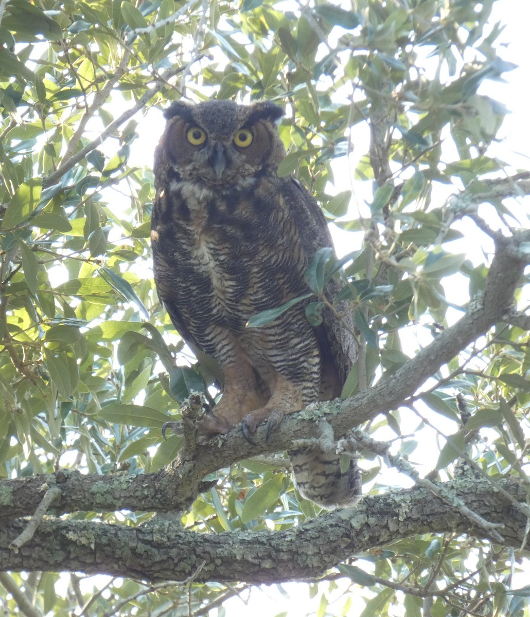 Great Horned Owl - ML614724852