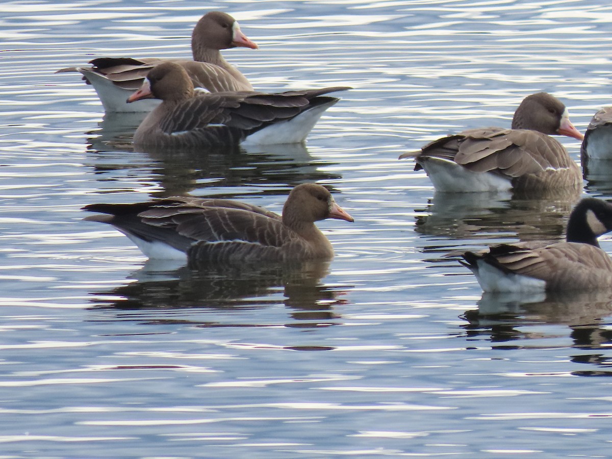 Greater White-fronted Goose - ML614724889