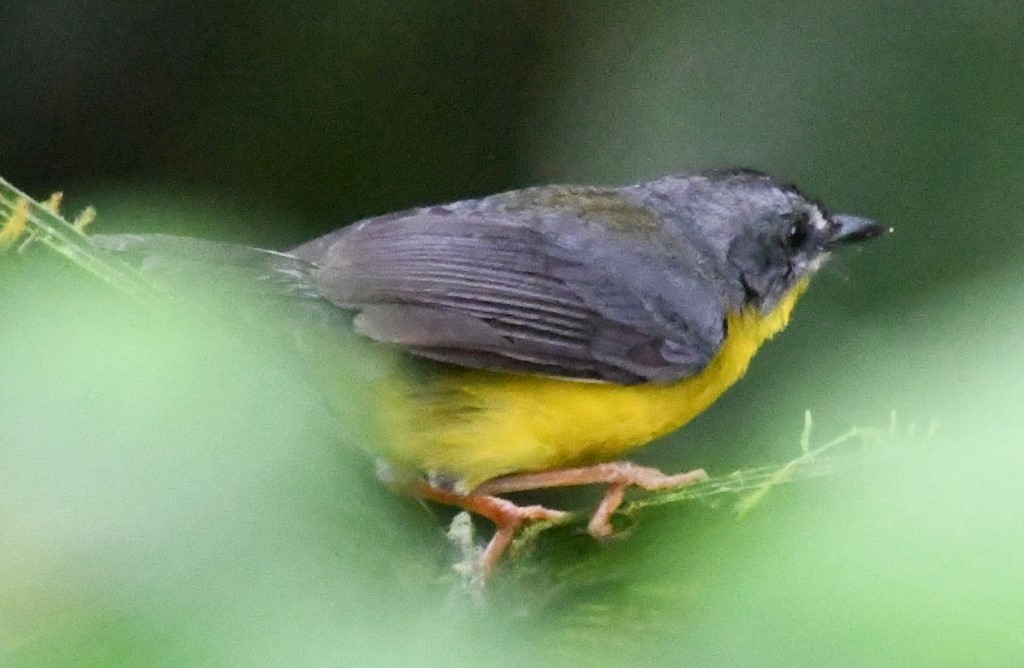 Gray-and-gold Warbler - ML614724920
