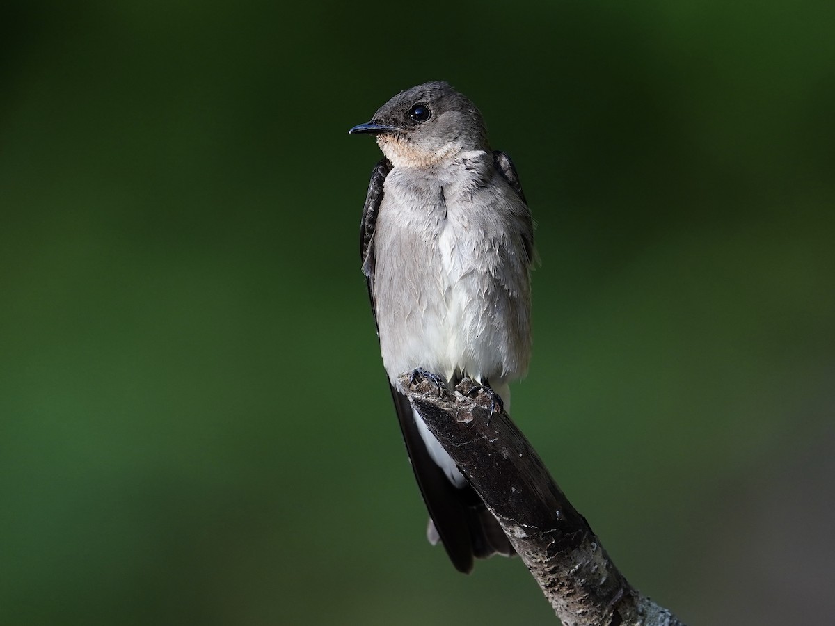 Southern Rough-winged Swallow - ML614725748