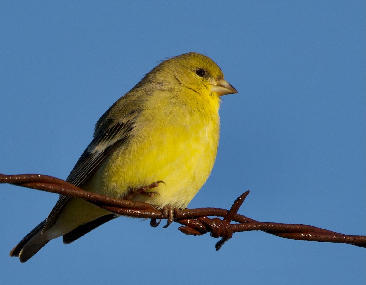 Lesser Goldfinch - Pair of Wing-Nuts