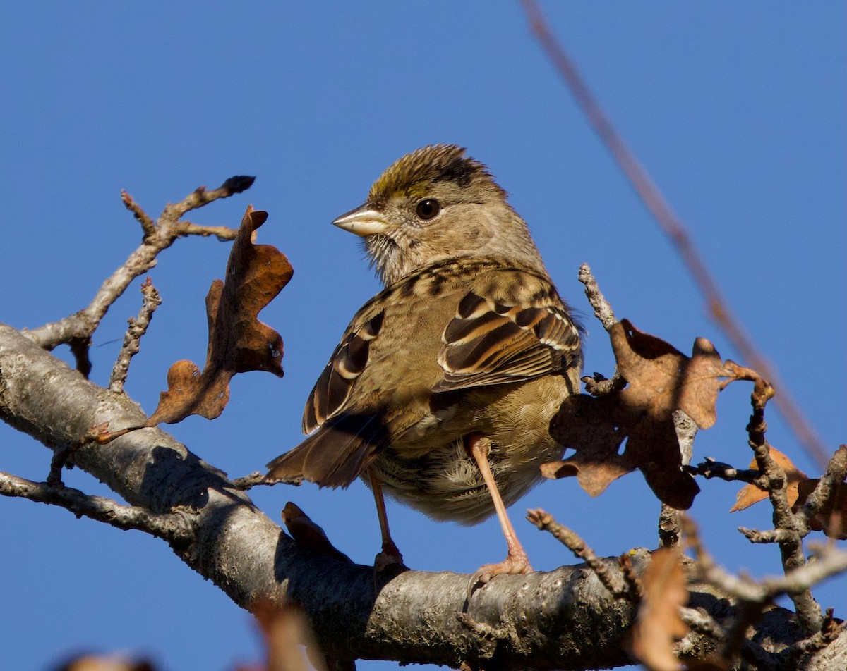 Golden-crowned Sparrow - ML614725831