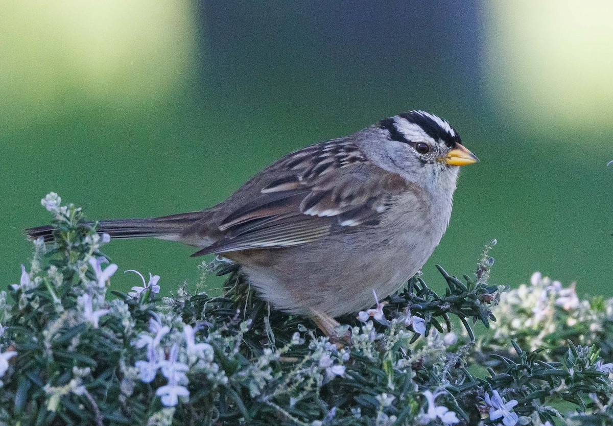 White-crowned Sparrow - ML614725934